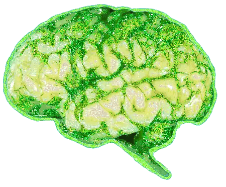 Brain With Green Border Sticker