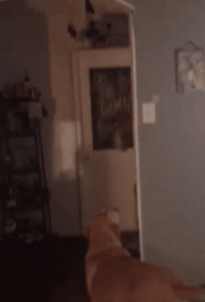 Brandon Land Chunky GIF