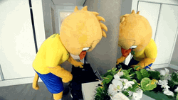 Brazil Bird Mascot Packing Things GIF