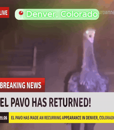 Breaking News Headline Denver Colorado GIF