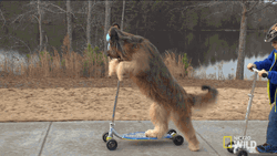 Briard Big Dog Breed Riding Scooter GIF