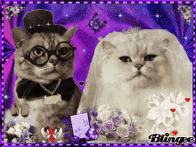 Bride And Groom Cats In Glasses And Bow Tie GIF