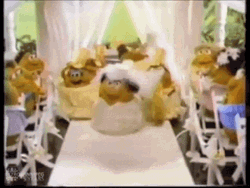 Bride And Groom Photos GIF
