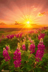 Bright Gold Sunrise GIF