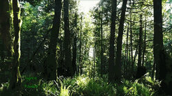 Bright Green Forest GIF