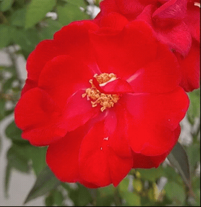 Bright Red Flower With Yellow Center GIF