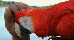 Bright Red Macaw Bird GIF