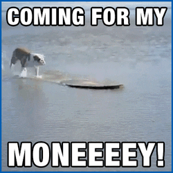 Bring Me My Money Dog Surf