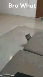 Bro What Sneaky Cat GIF