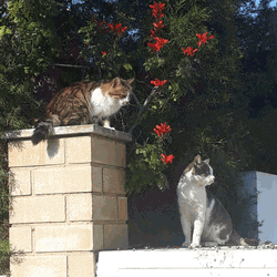 Broken Heart Cat GIF