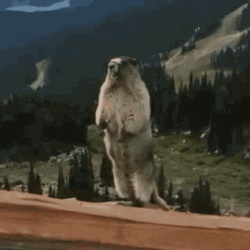 Brooke Groundhog GIF