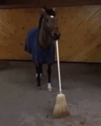 Broom Your Place Horse GIF