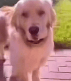 Brother Eww Golden Retriever GIF