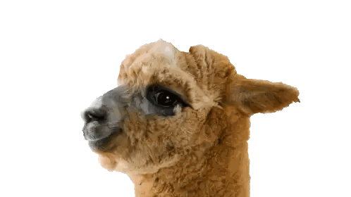 Brown Alpaca Looking At Camera Sticker