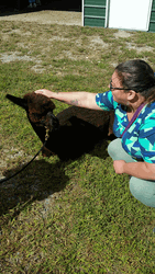Brown Alpaca Tamed GIF