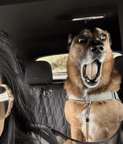 Brown And Black Dog On Couch With Lucas & Friends GIF
