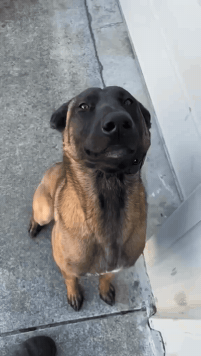 Brown And Black Dog On Hind Legs Looking Up GIF