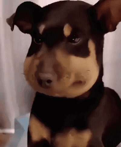 Brown And Black Dog Sad Look GIF