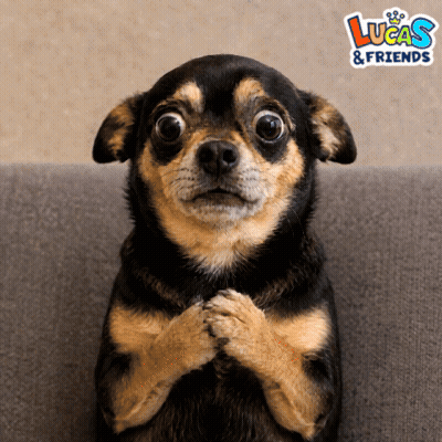 Brown And Black Dog Sitting On Couch Lucas & Friends GIF