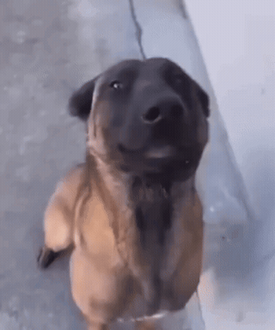 Brown And Black Dog Standing On Hind Legs GIF