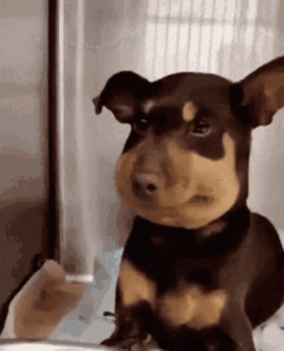 Brown And Black Dog Staring At Person Holding Glass GIF