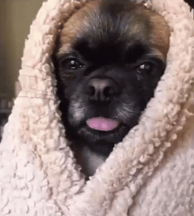Brown And Black Dog Sticking Tongue Out In Blanket GIF