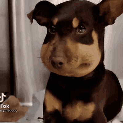 Brown And Black Dog With Beehive On Nose GIF
