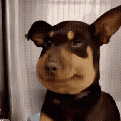 Brown And Tan Dog With Beehive On Face Making Funny Face GIF