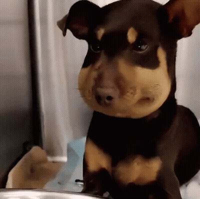 Brown And Tan Dog With Beehive On Face GIF