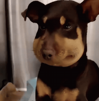 Brown And Tan Dog With Beehive On Face GIF