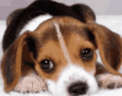 Brown And White Beagle Puppy Lying Down GIF