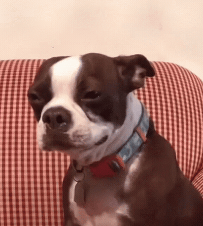 Brown And White Boston Terrier Sitting On Checkered Couch GIF