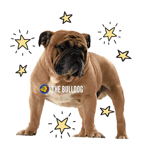 Brown And White Bulldog Sticker