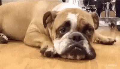 Brown And White Bulldog Laying With Head On Paws GIF