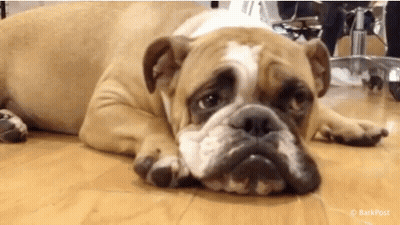 Brown And White Bulldog Laying With Head On Paws GIF