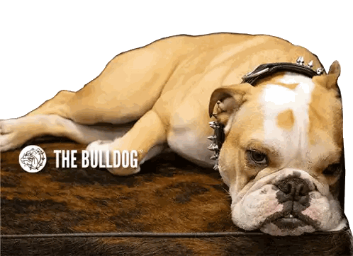 Brown And White Bulldog Lying On Bed Sticker