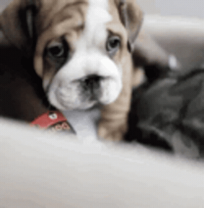 Brown And White Bulldog Puppy Laying On Couch GIF