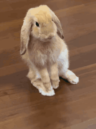 Brown And White Bunny Rabbit Sitting On Wooden Floor GIF