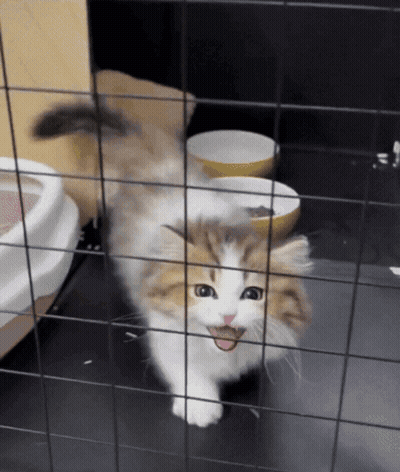 Brown And White Cat Behind Fence With Tongue Out GIF