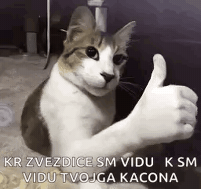 Brown And White Cat Giving Thumbs Up GIF
