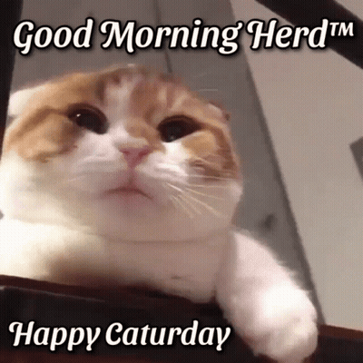 Brown And White Cat Good Morning Herd Tm Happy Saturday GIF