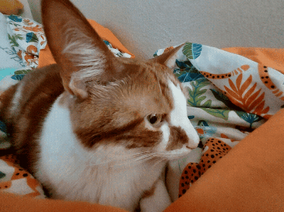 Brown And White Cat Laying On Blanket GIF