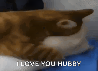Brown And White Cat Laying On Blue Surface Says I Love You Hubby GIF