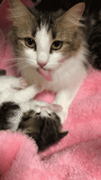 Brown And White Cat Laying On Pink Blanket GIF
