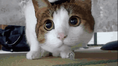 Brown And White Cat Looking At Camera GIF