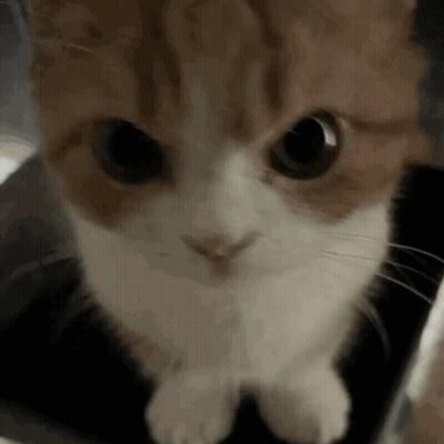 Brown And White Cat Looking At Camera With Big Eyes GIF