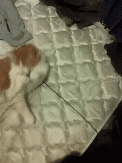 Brown And White Cat Lying GIF