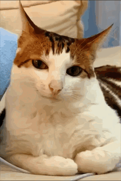 Brown And White Cat Lying On Couch GIF