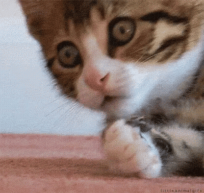 Brown And White Cat Lying On Pink Blanket GIF