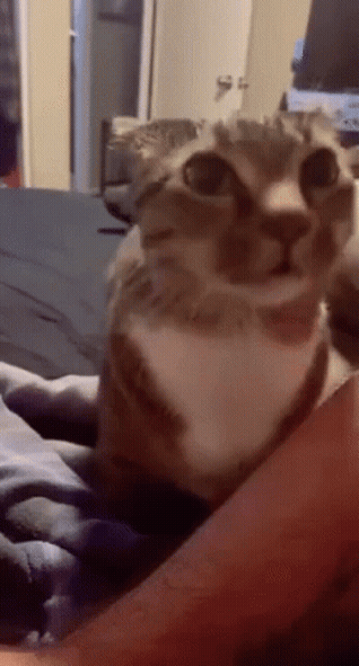 Brown And White Cat Sitting On Lap GIF